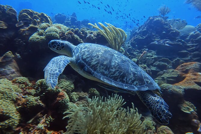 2 guided shore dives in Curacao - Two Curaçao shore sites instead of a fixed route