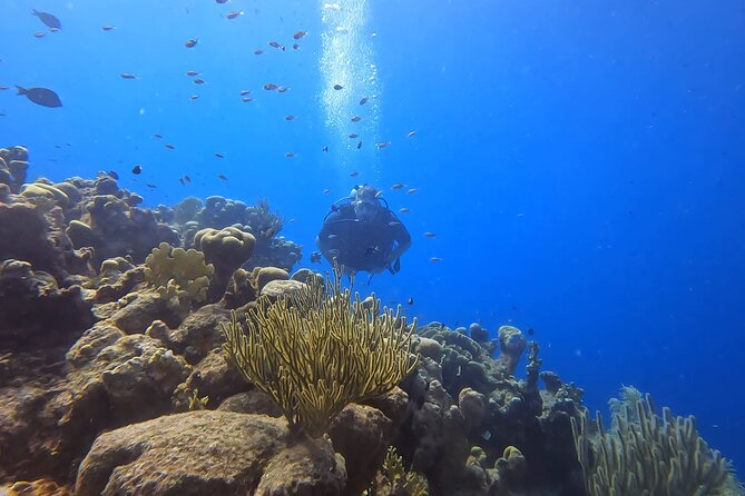 2 guided shore dives in Curacao - Guides who add a personal touch