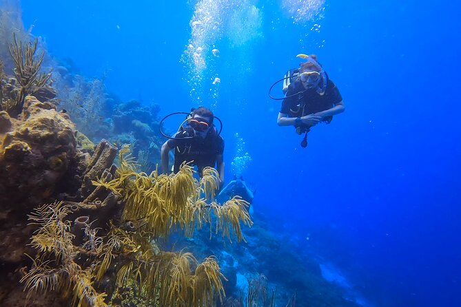 2 guided shore dives in Curacao - Certification and physical demands