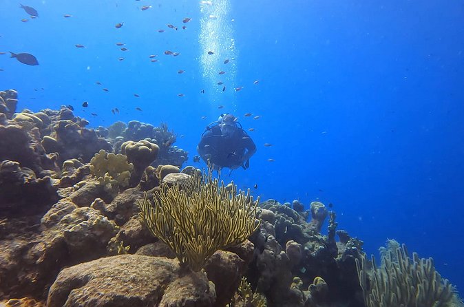 2 guided shore dives in Curacao - Meeting point, equipment, and pickup