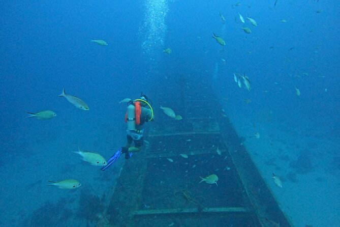 2 guided shore dives in Curacao - Marine life, wrecks, and coral work