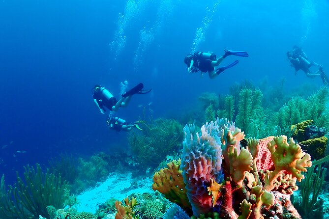 2 Tank Guided Dive half-day - Key points at a glance