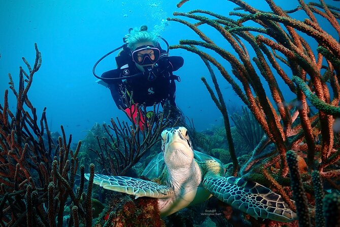 2 Tank Guided Dive half-day - Marie Pampoen and Curacao’s underwater car pile