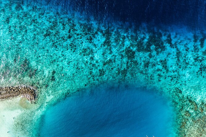 2 Tank Guided Dive half-day - Jan Thiel Bay, the easygoing house reef
