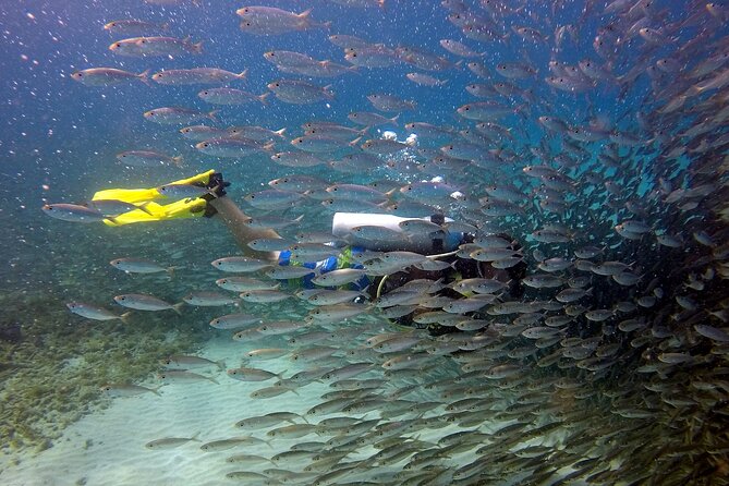 2 tank guided dive House Reef (Pierbaai Reef and Car Pile) - Why this Curacao shore outing works so well