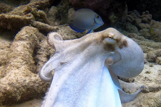 2 tank guided dive House Reef (Pierbaai Reef and Car Pile) - What the morning does not promise