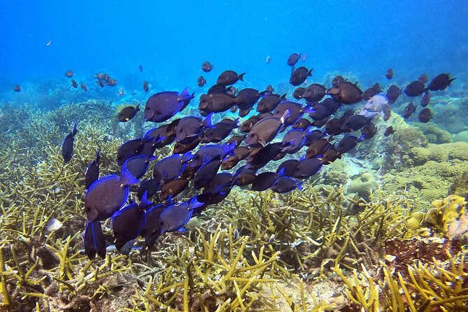 2 tank guided dive House Reef (Pierbaai Reef and Car Pile) - Meeting at The Dive Bus at 8:45 am