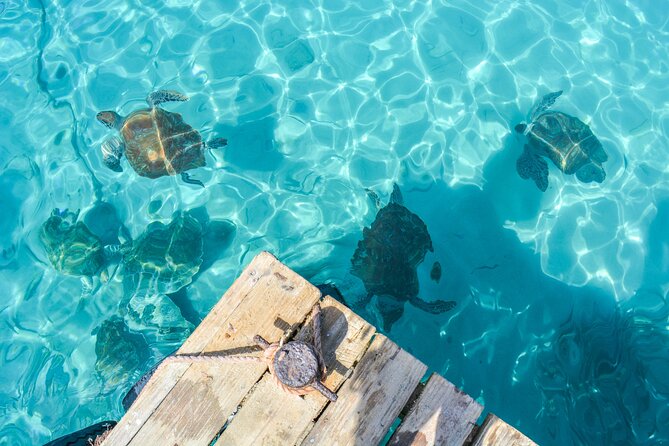 6 Hour Private Guided Tour Beyond the Beaches of Curacao - Playa Piskado and the sea turtle encounter