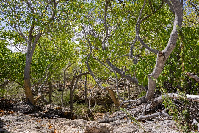 Bandabou Sights Curacao; UTV/Buggy All Inclusive Semi Private Tour - Is $150 a fair price?