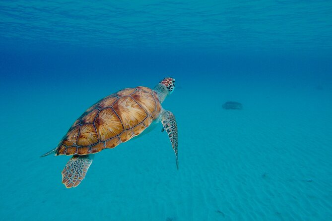 Beach Hopping Curacao; UTV/Buggy All Inclusive Semi Private Tour - Snorkeling with fish, coral, and possible turtles