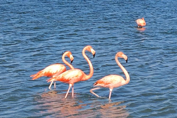 Best Highlight Island Tour - Perfect Day Tour. Small group Tour - Landhuis Chobolobo and the Blue Curaçao stop