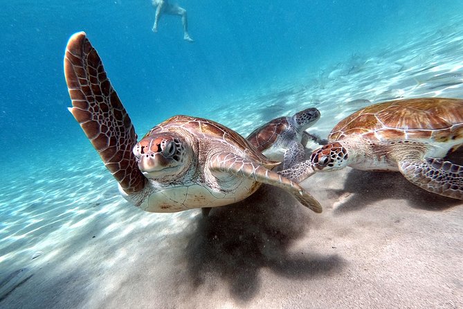 Best Highlight Island Tour - Perfect Day Tour. Small group Tour - Who will get the most from this tour