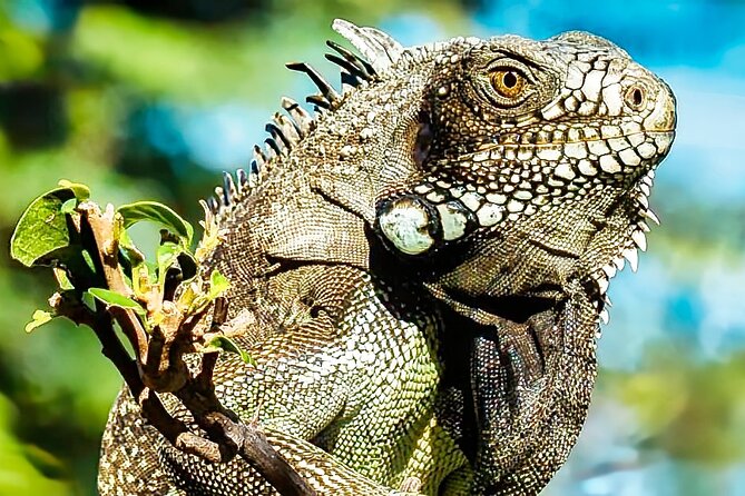 Curaçao: Affordable totally Customizable Private Tour :) - Hato Caves and the cost of adding one major stop