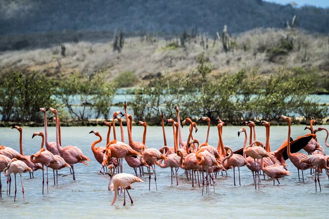 Curacao City Highlights 4-Hour Tour - What the bus ride is really like