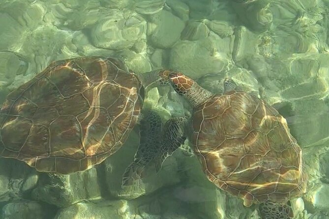 Curaçao ClearBoat Snorkel Tour – Daaibooi, Porto Marie & Cas Abao - Timing, cancellation, and practical planning