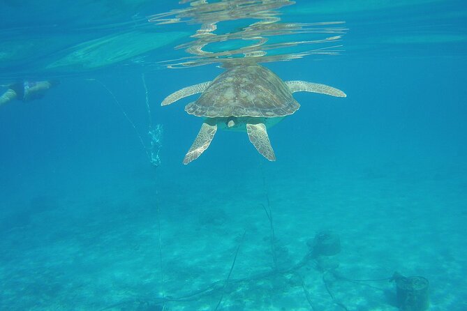 Curacao Sea Turtle Swim and West Side Natural Highlights - What your $78 covers, and what it does not