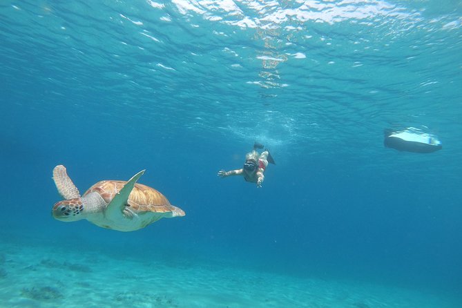 Curaçao Seabob Tour (by Bearded Butlers Curaçao) - Turtles, coral, and the sunken tugboat