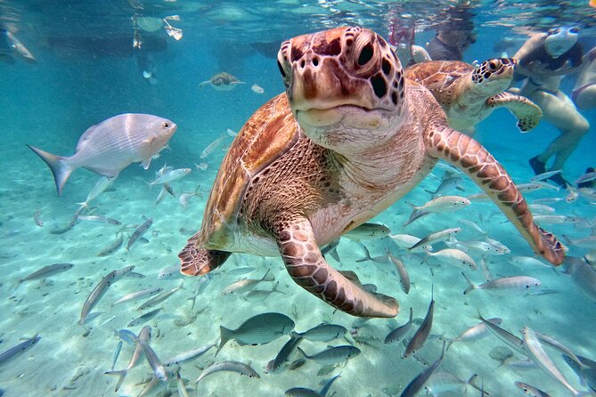 Curacao: Swimming with Sea Turtles meets Sea turtle beach - Key points to know before booking
