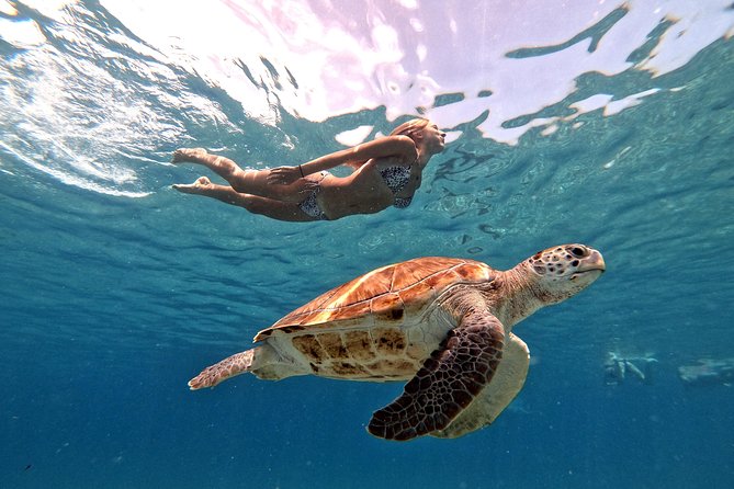 Curacao: Swimming with Sea Turtles meets Sea turtle beach - What the $99 price really covers