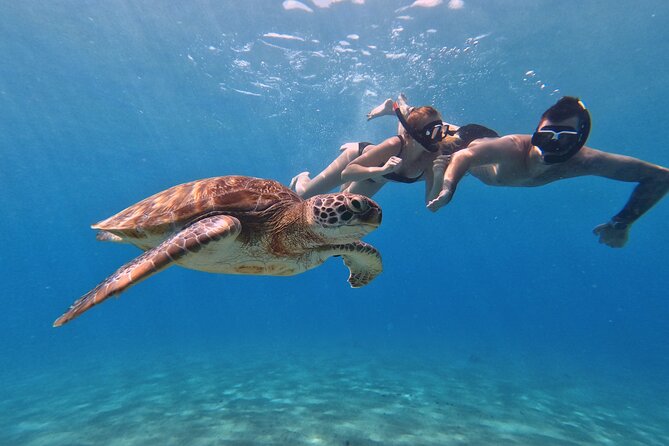Curacao: Swimming with Sea Turtles meets Sea turtle beach - Four hours on paper, longer in practice