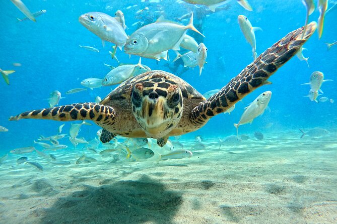 Curacao: Swimming with Sea Turtles meets Sea turtle beach - Guides, storytelling, and the island context