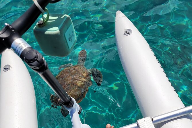 Curaçao: Waterbike Experience & Swim with Turtles Adventure - Key points to know before you pedal
