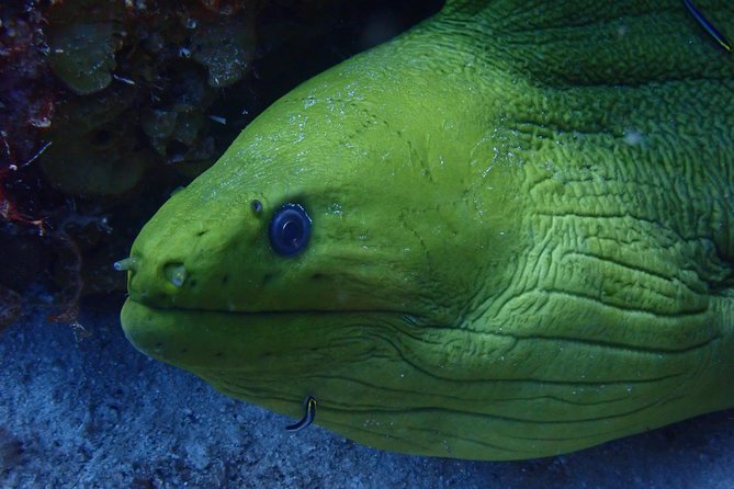 Discover Diving in Curacao - Four hours from first lesson to Tugboat