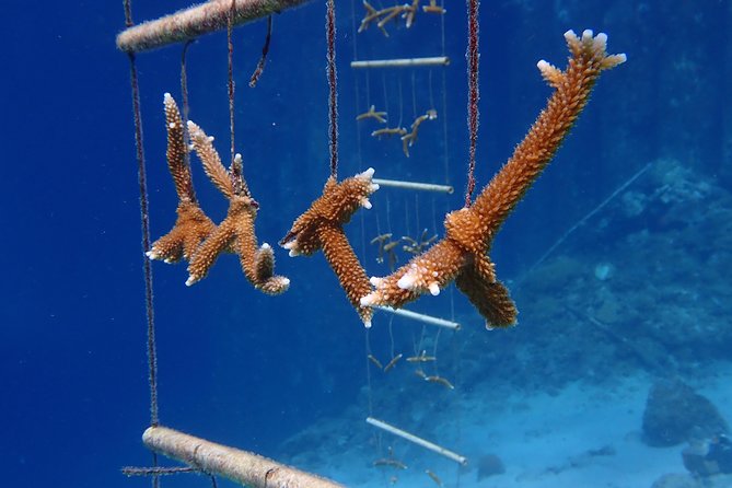 Discover Diving in Curacao - Equipment, comfort, and safety