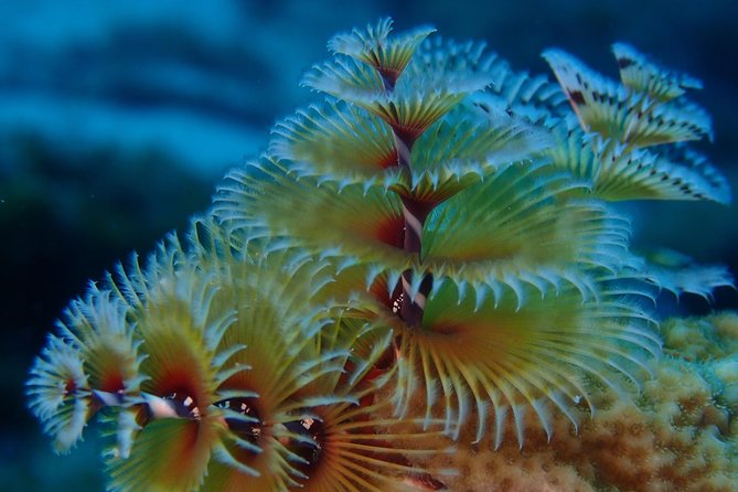 Discover Diving in Curacao - Who should book this experience?