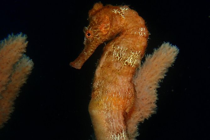 Discover Diving in Curacao - Photos and memories from below the surface