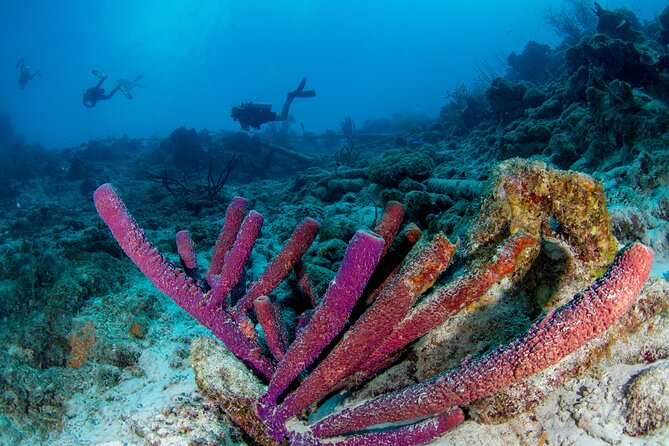 Discover Scuba Dive in Curacao - Three skills in shallow, protected water
