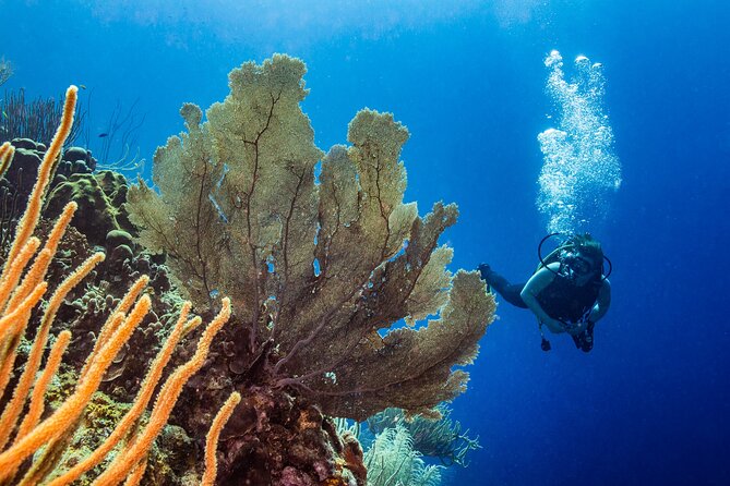 Discover Scuba Diving Experience - Seeing Jan Thiel Bay below the surface