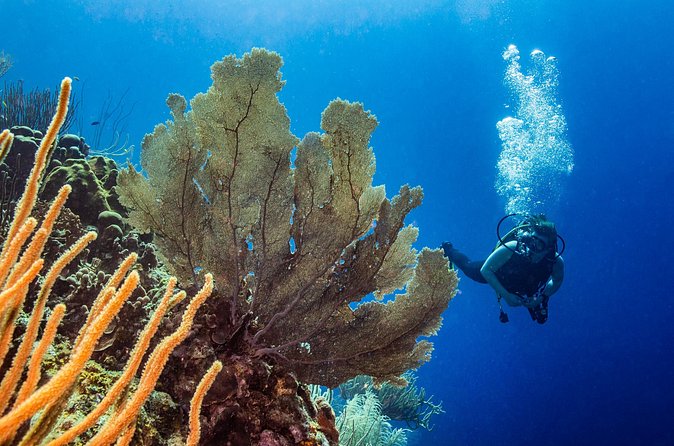 Discover Scuba Diving Experience - The instructors and teaching style
