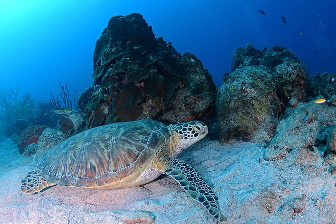 Discover Scuba Diving Experience - What the $130 price includes