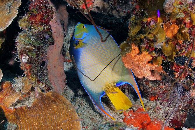 Discover Scuba Diving Experience - Practical details before you go