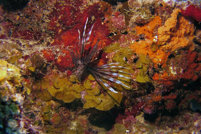 Discover Scuba Diving in Curacao - Meeting Caribbean sea life at the Tugboat