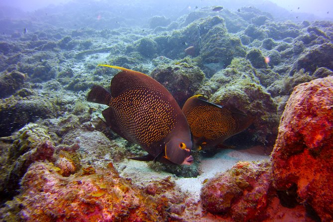 Discover Scuba Diving in Curacao - Who will enjoy this Curacao activity?