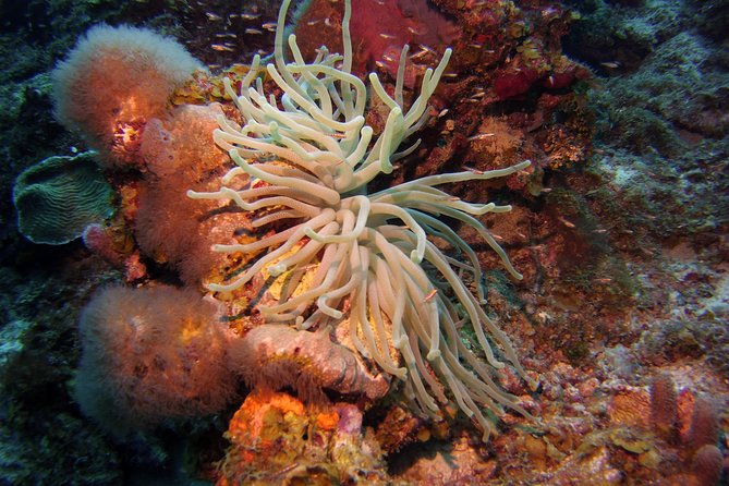 Discover Scuba Diving in Curacao - Why the Livingstone Jan Thiel pool matters