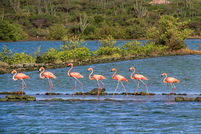 Exclusive 3-Hour Private Tour: Explore Willemstad & surroundings - Queen Emma Bridge links Punda and Otrobanda