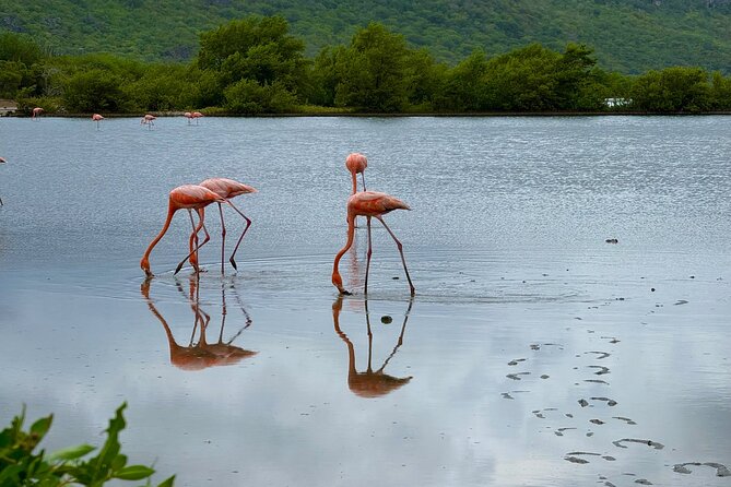 Exclusive 4 -Hour Private nature Tour: West Curacao's Best - Helvig’s local perspective and flexible planning