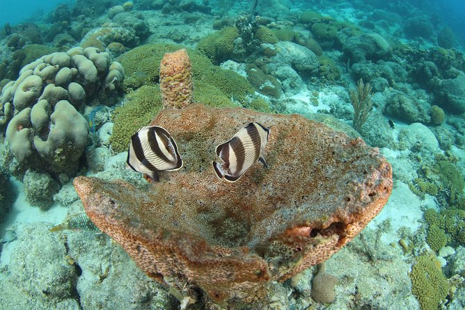 Guided Shore Dive for Certified Divers with Scubaçao (1 tank) - Meeting at 41 Nijmegenstraat in Willemstad