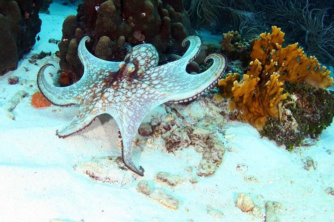 Guided Shore Dive for Certified Divers with Scubaçao (1 tank) - Why the guide matters for rusty and newer divers