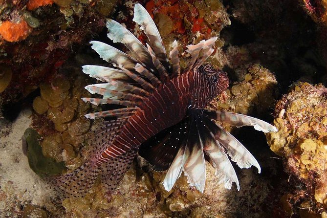 Guided Shore Dive for Certified Divers with Scubaçao (1 tank) - Choosing between Curaçao’s reefs and wrecks