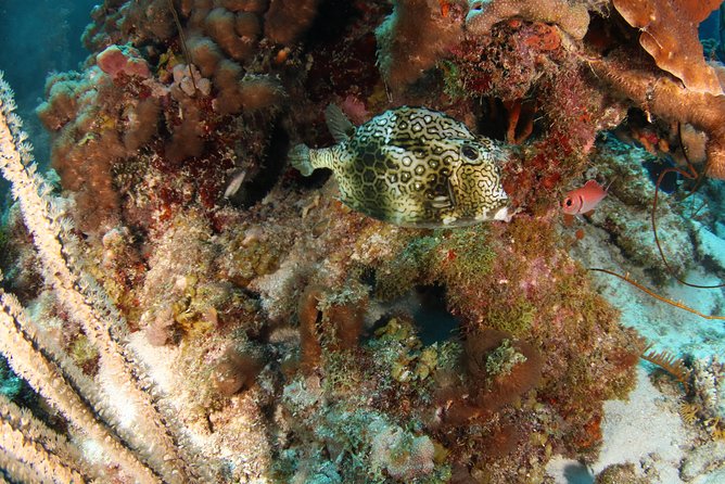Guided Shore Dive for Certified Divers with Scubaçao (2 tank) - Two shore sites, one half-day on Curaçao