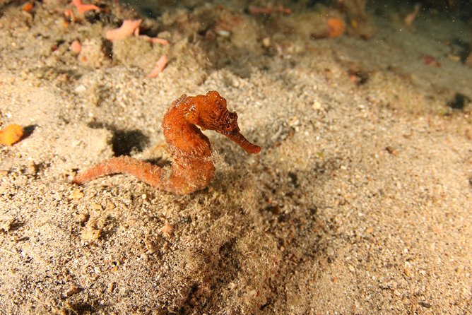 Guided Shore Dive for Certified Divers with Scubaçao (2 tank) - Coral, wrecks, turtles, and small surprises