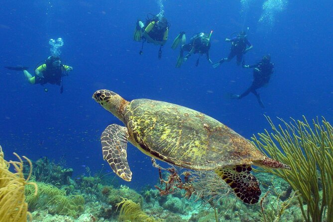 Guided shore dive on one of our house reefs for Certified Divers. - Key points to know before you book