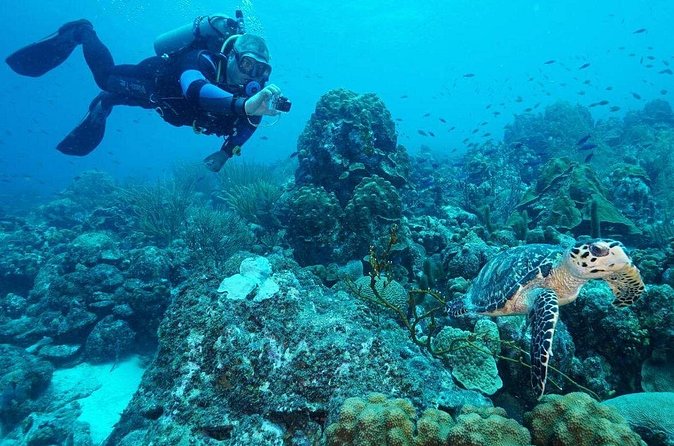 Guided shore dive on one of our house reefs for Certified Divers. - Why the guiding matters