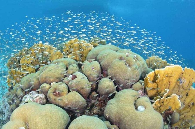 Guided shore dive on one of our house reefs for Certified Divers. - A good choice for new and returning certified divers