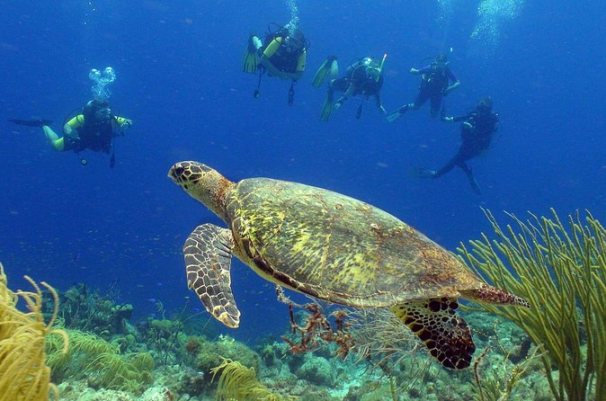Guided shore dive on one of our house reefs for Certified Divers. - Conditions, visibility, and marine life