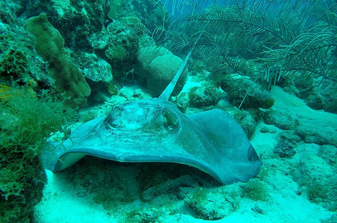 Guided shore dive on one of our house reefs for Certified Divers. - Group size and the feel of the beach entry